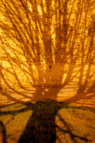a tree