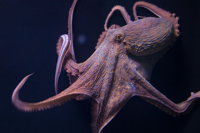 an octopus