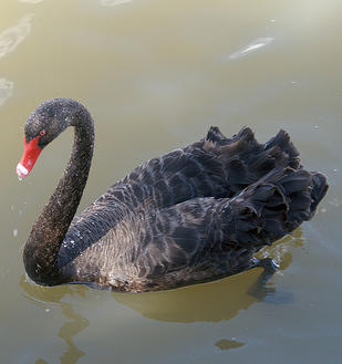 black swan