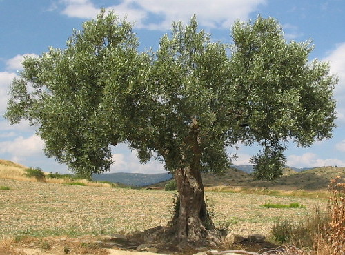 a balanced tree